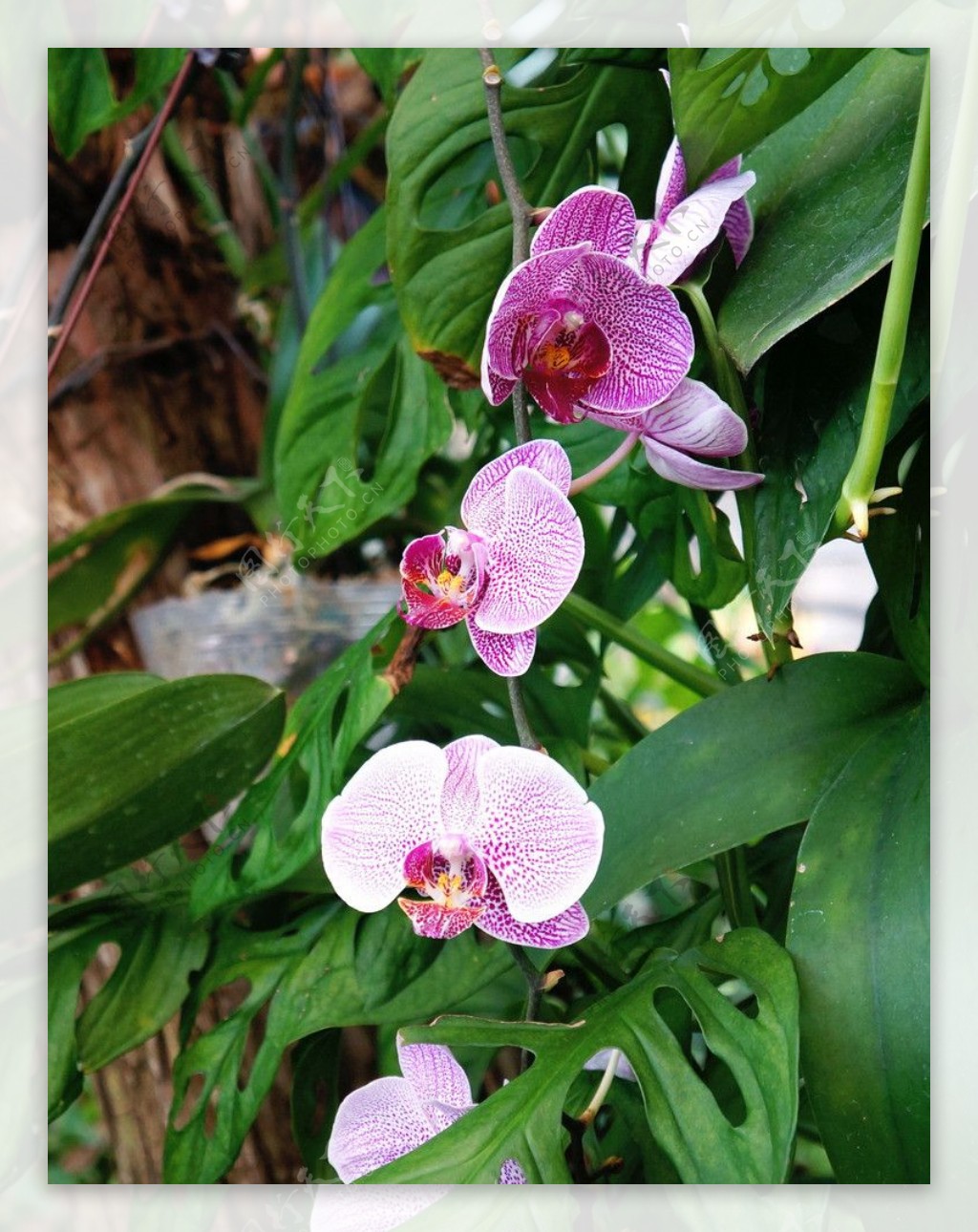 紫红蝴蝶兰图片
