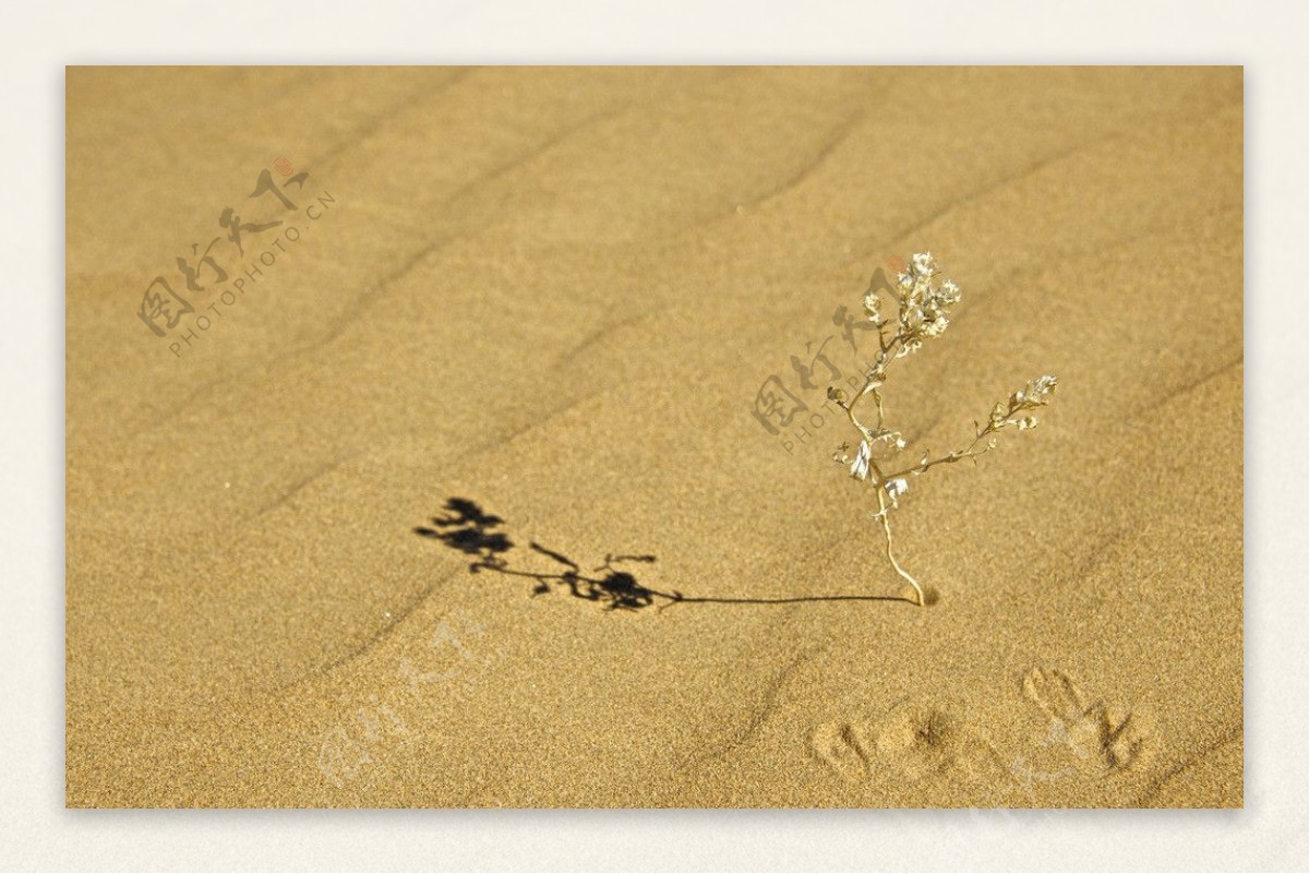 沙漠里的一株枯草图片