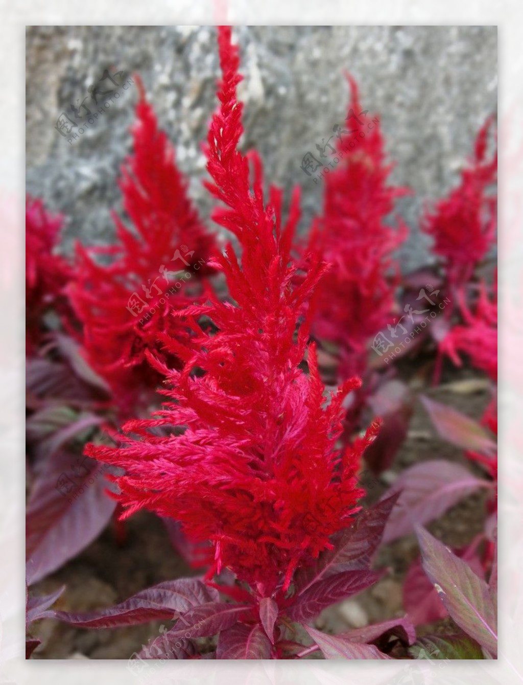 红色植物背景图片