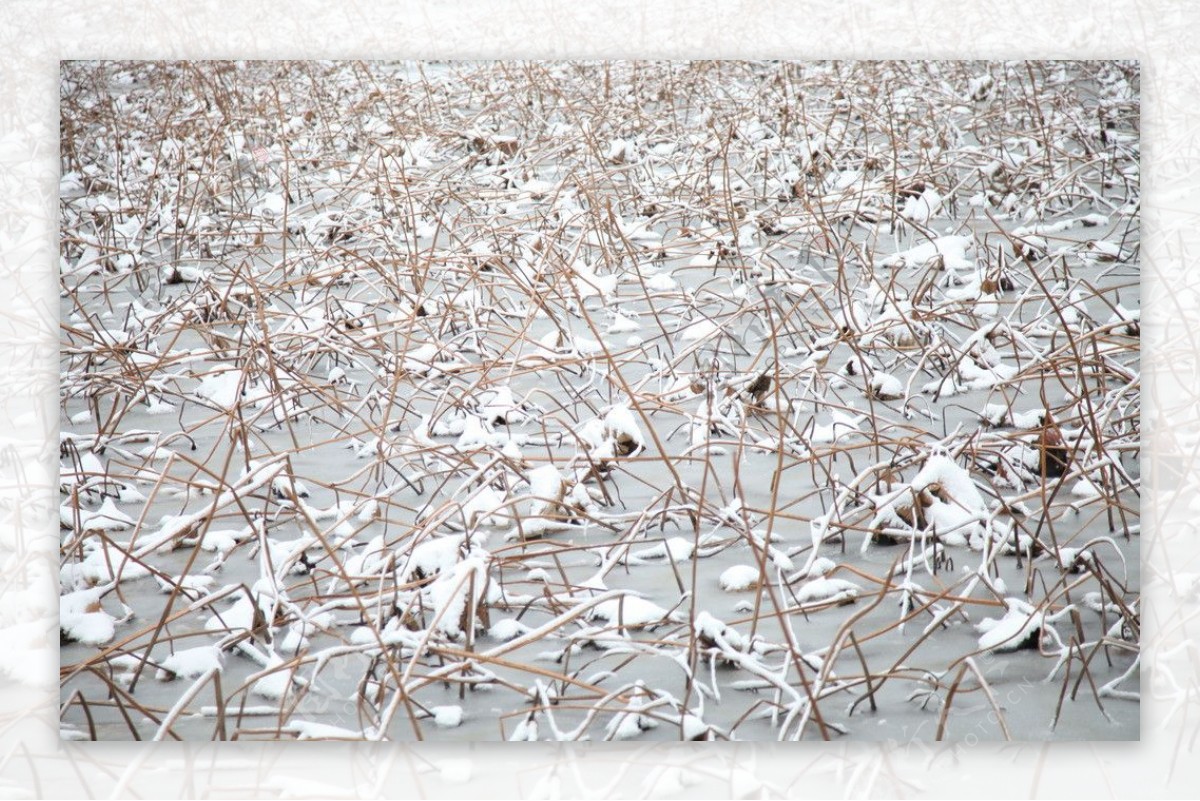 荷塘冬雪图片