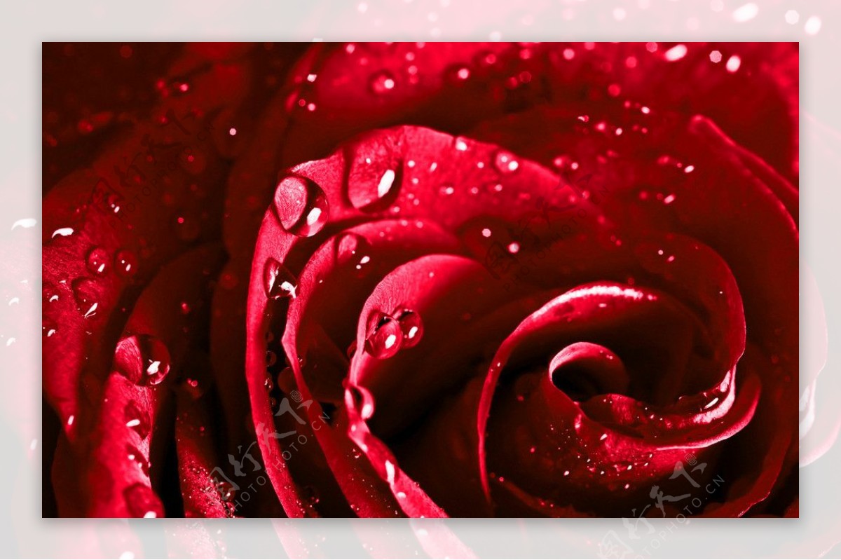深红滴水玫瑰图片