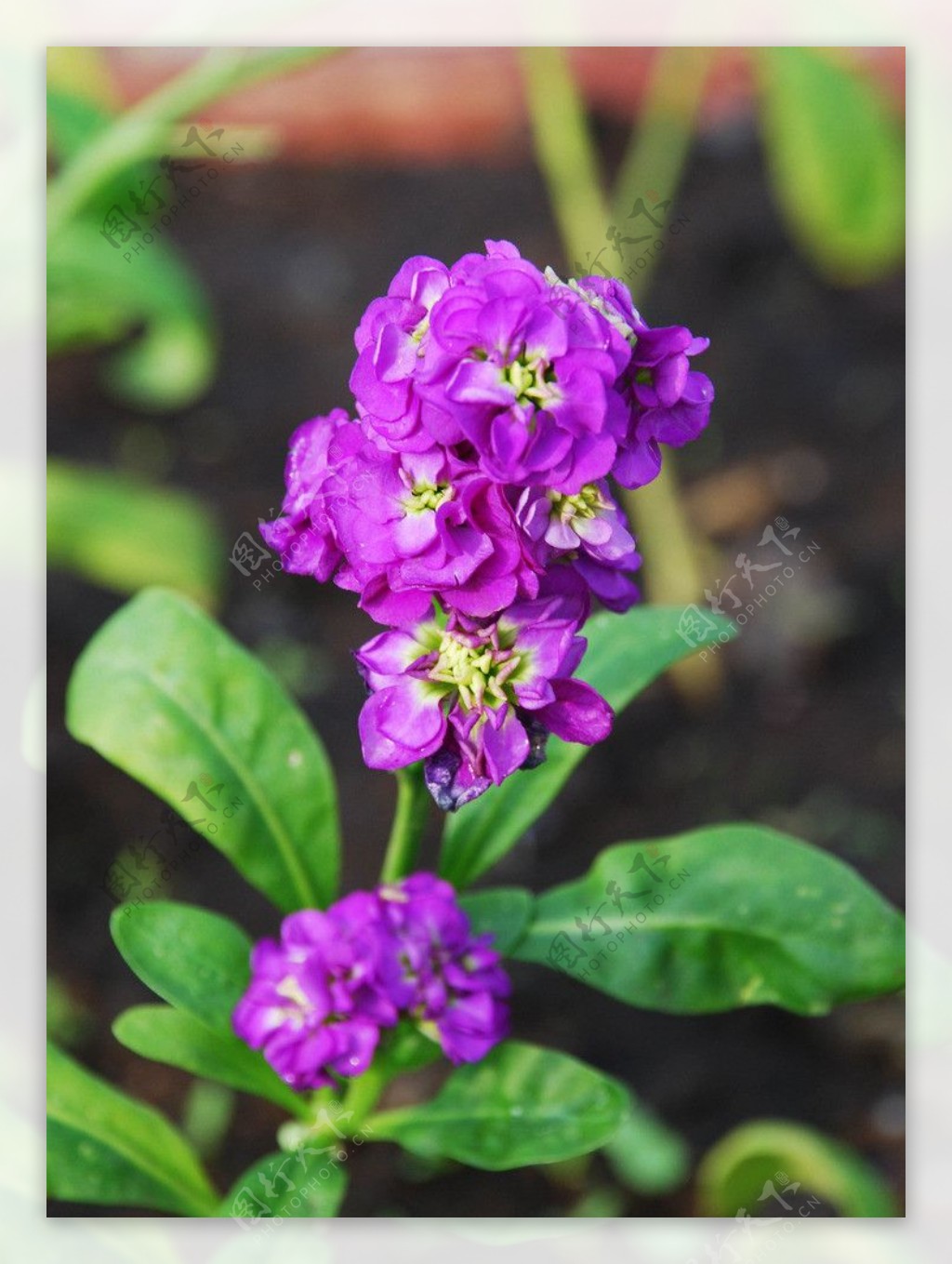 紫兰花图片