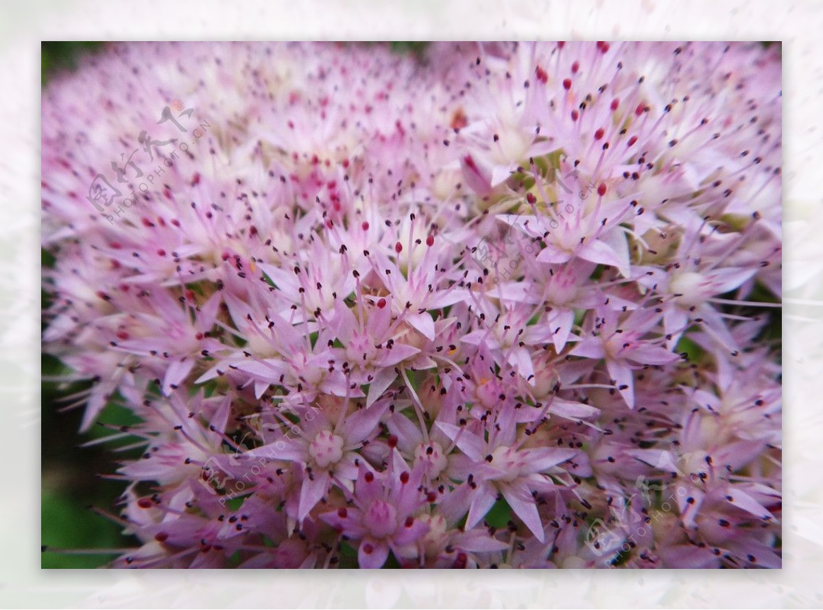 蝎子草花簇图片