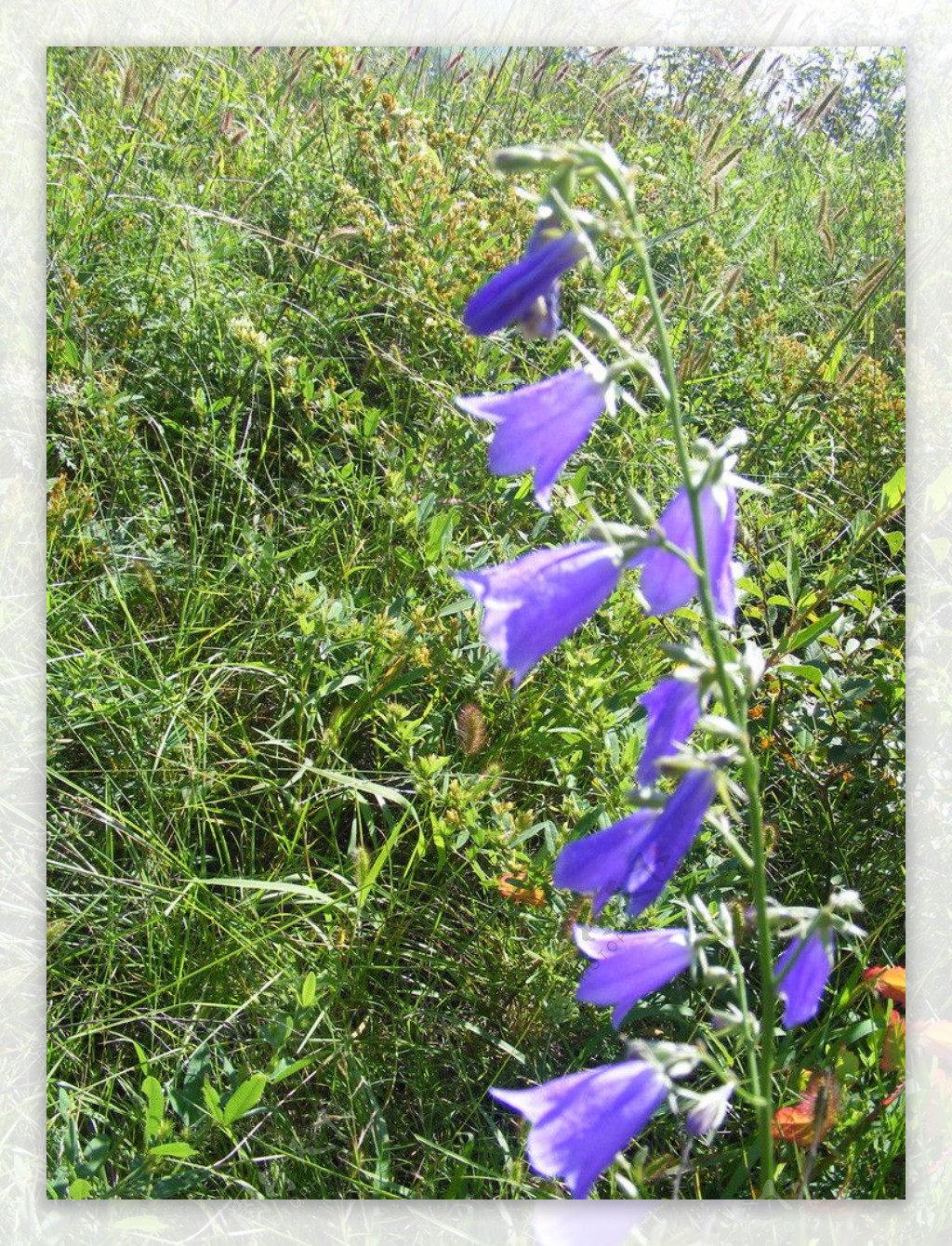 野紫花图图片