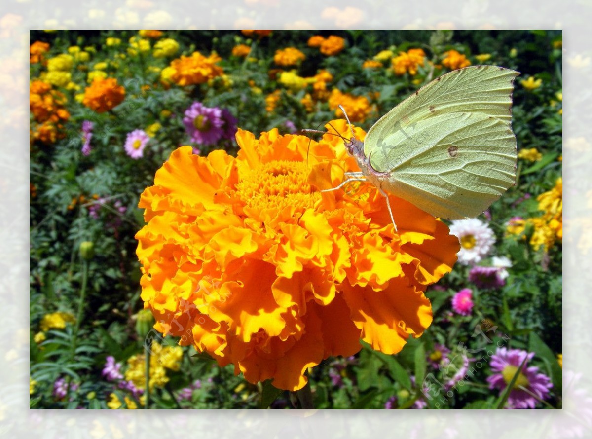 白蝴蝶黄花图图片