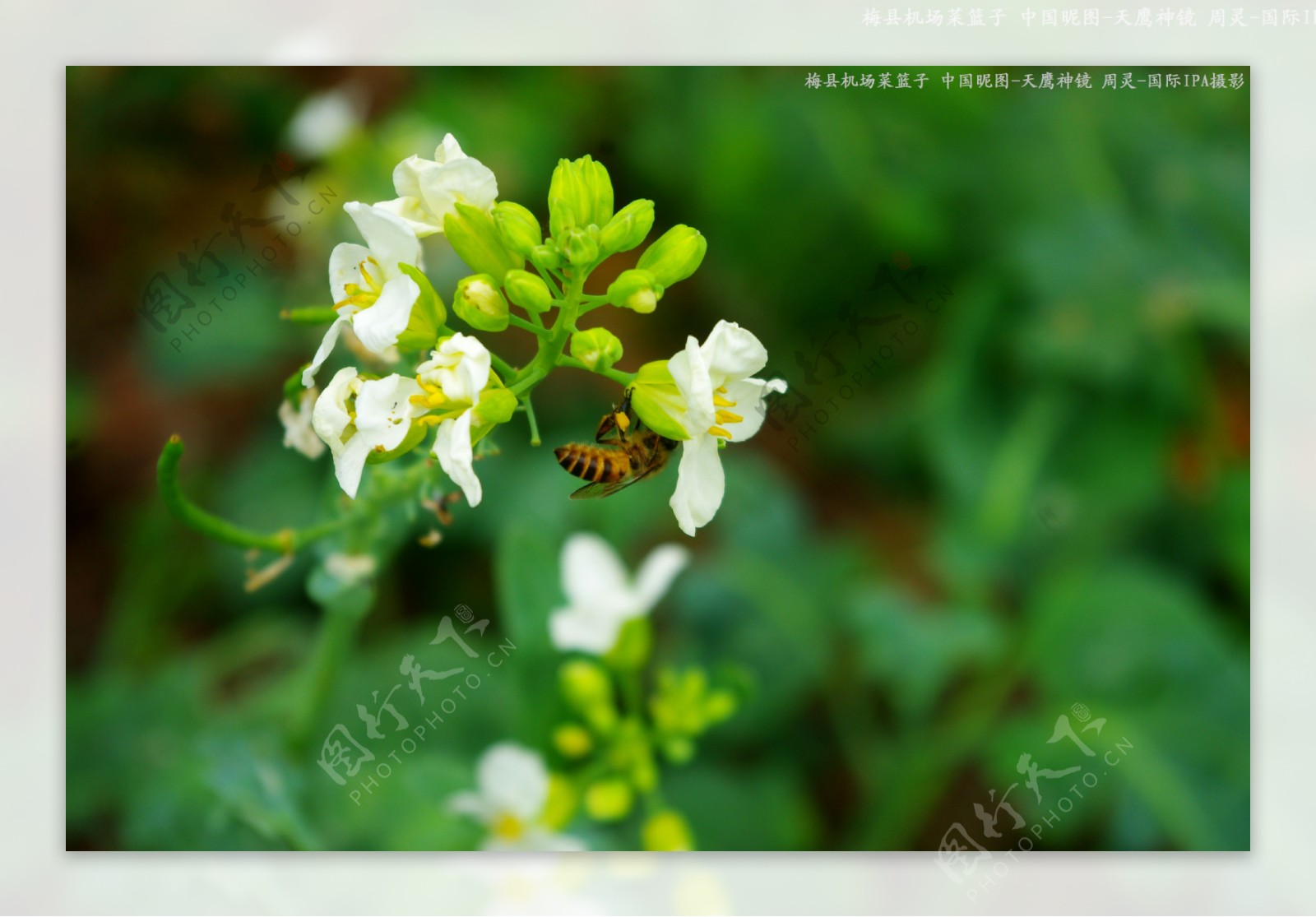 菜花与蜜蜂图片