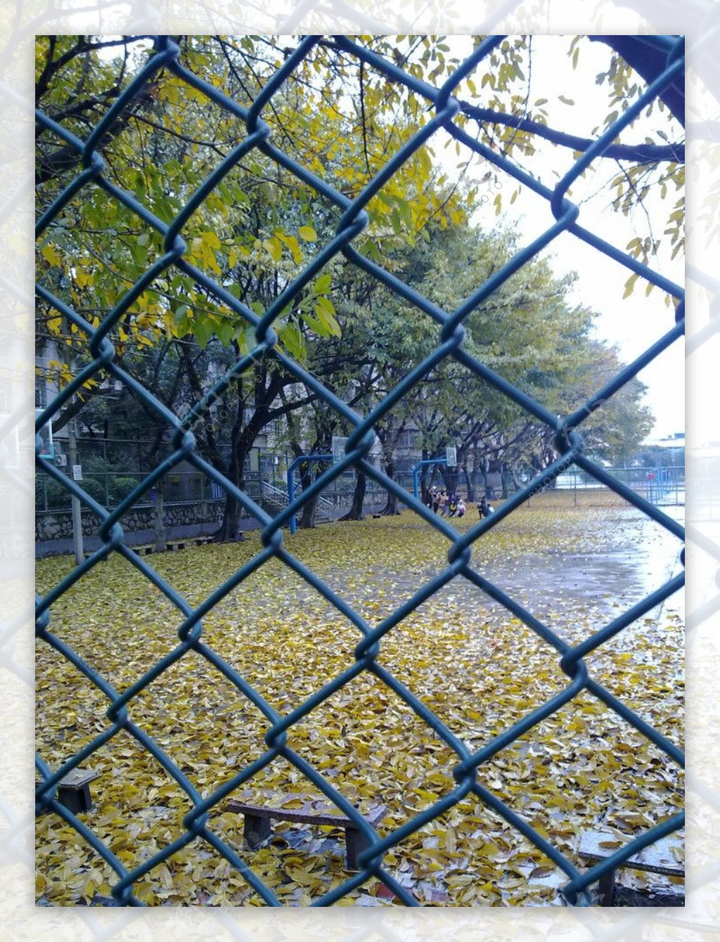校园的秋天图片