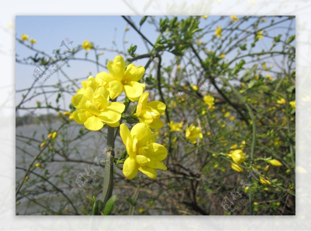 迎春花图片