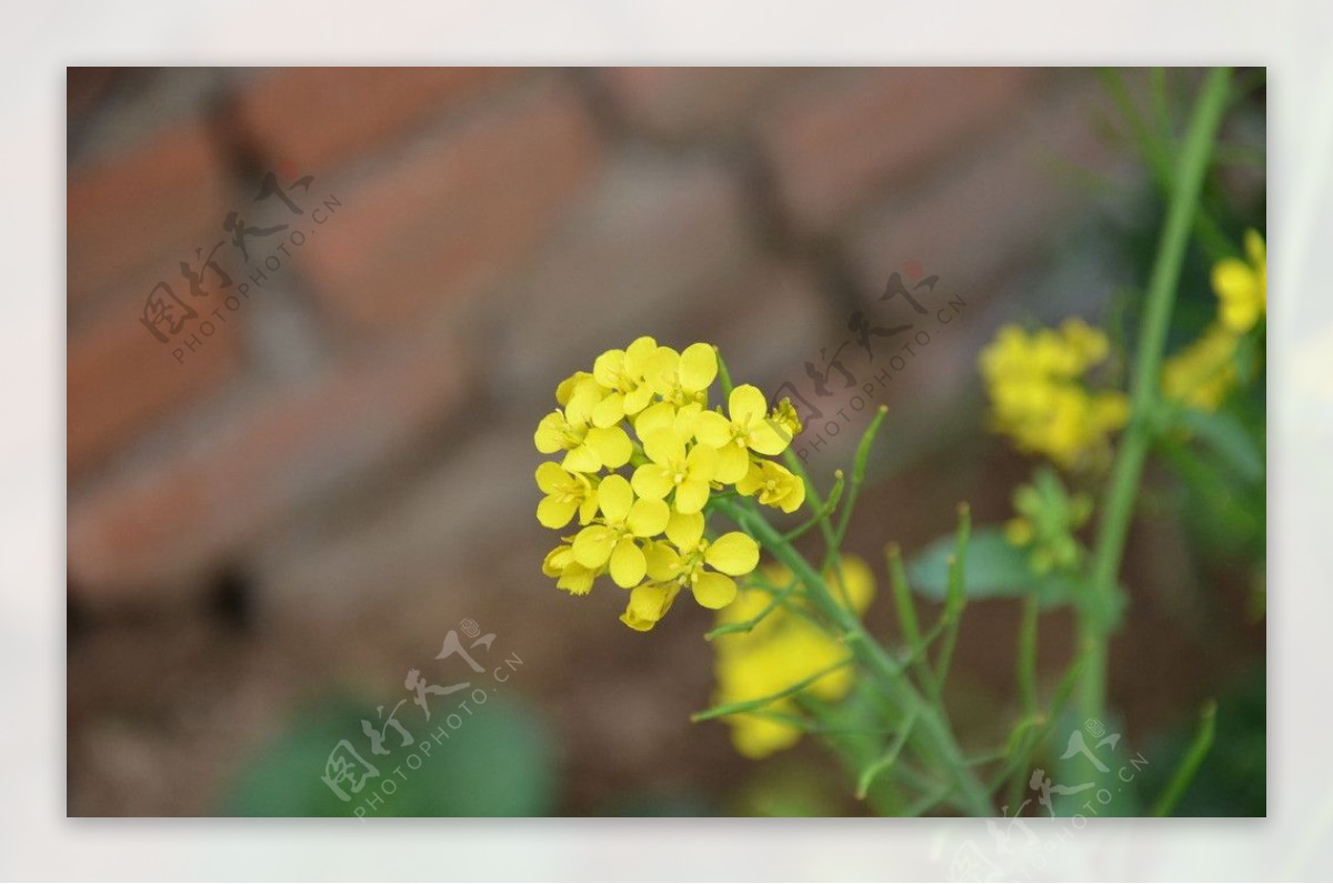 油菜花图片