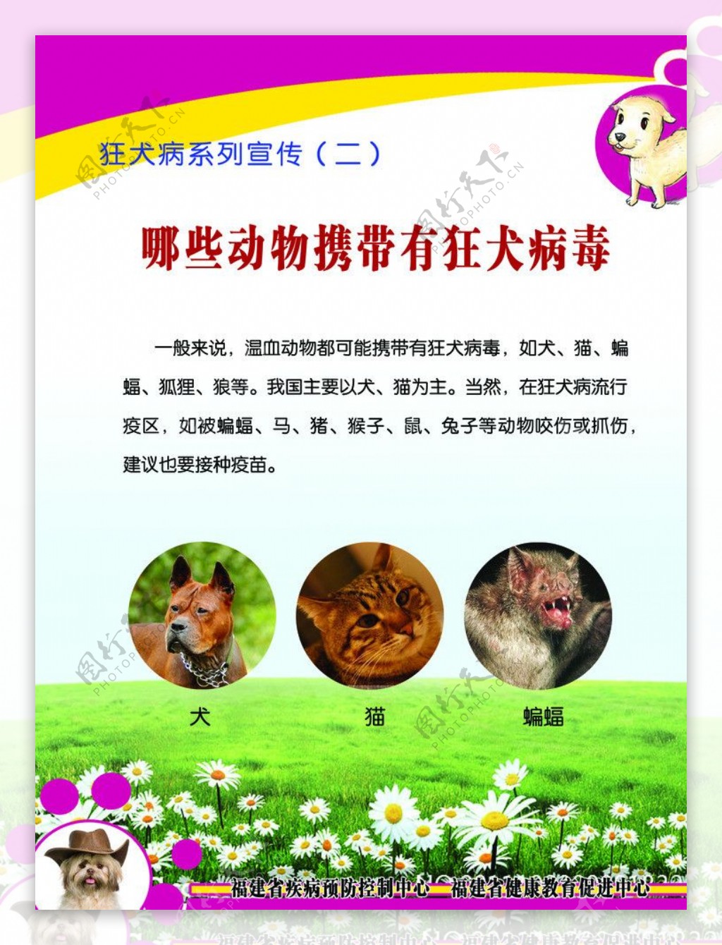 狂犬病展板图片