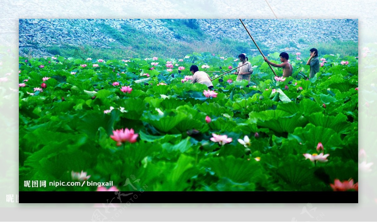 荷花池图片