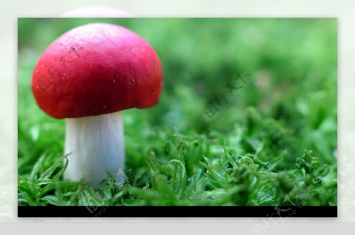 高清晰菌类植物-香菇-蘑菇-红菇