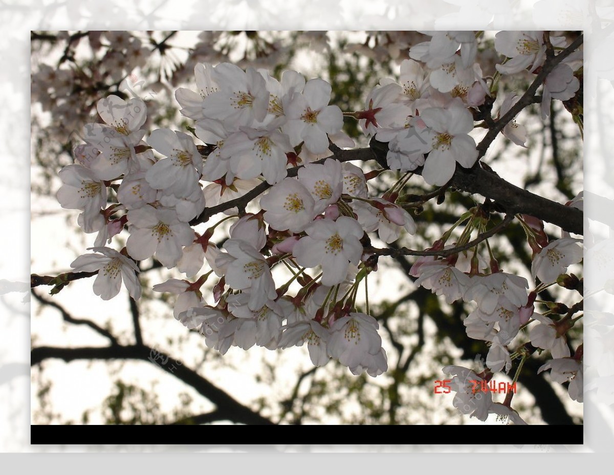 樱花图片