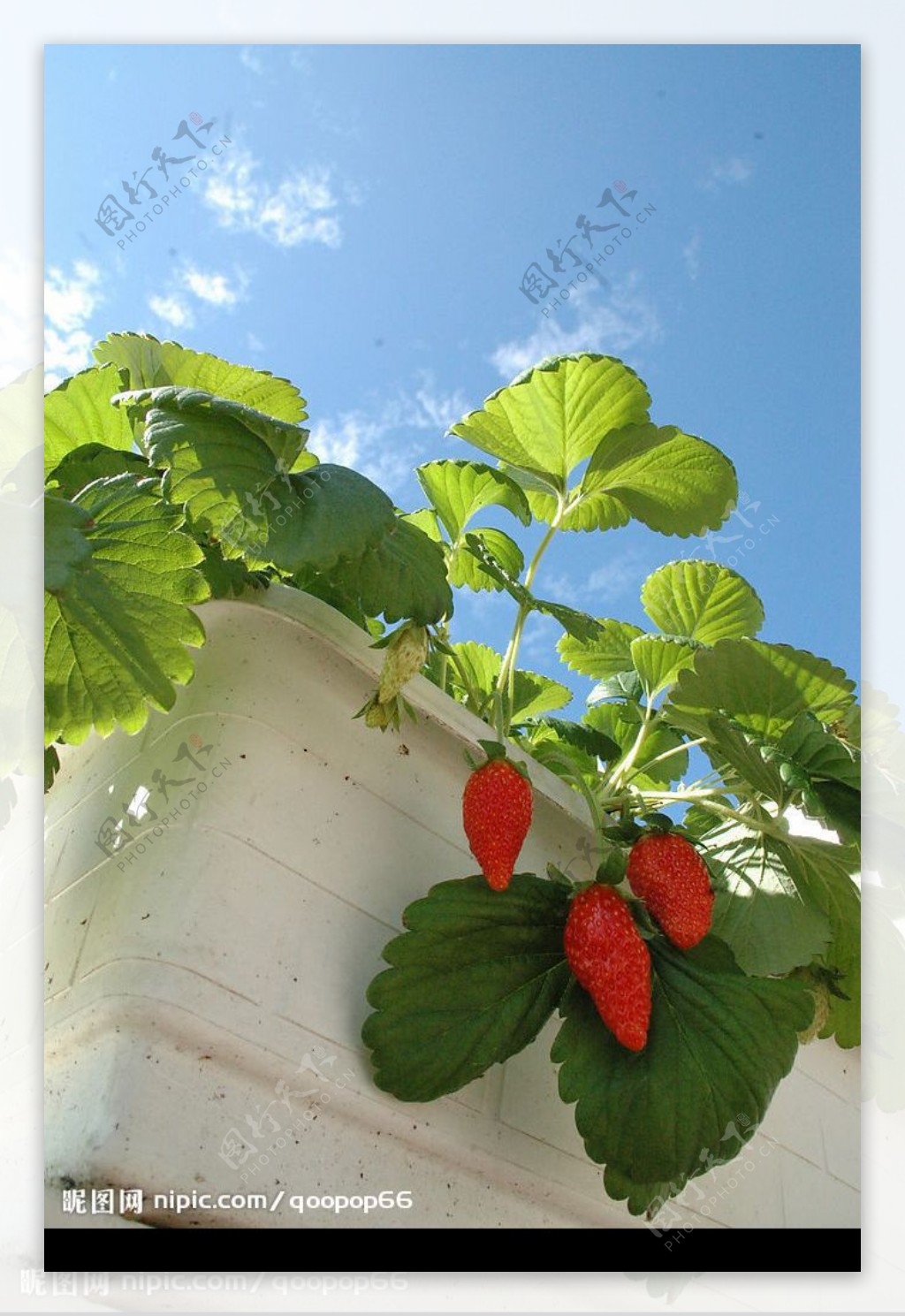 藍天草莓图片