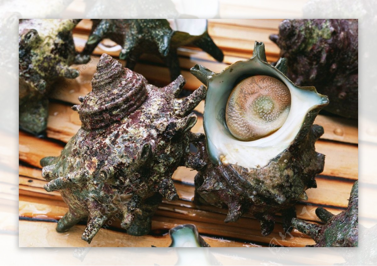 青岛常见食用海螺图鉴_团岛