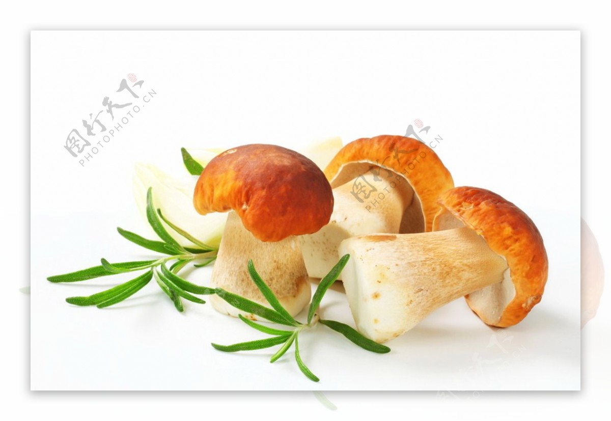 可食用的蘑菇图片