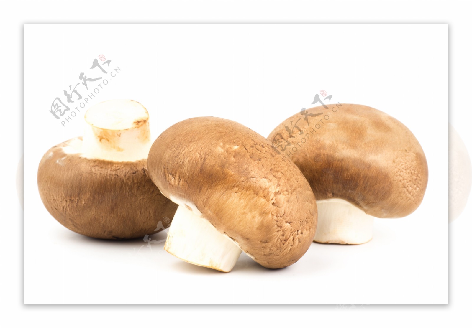 三颗蘑菇特写图片