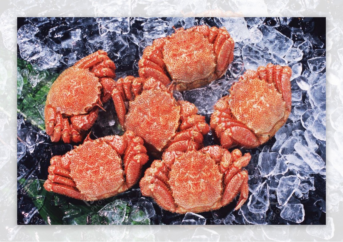 北海道三大名蟹，都长着一副“来吃我呀”的颜 - 知乎