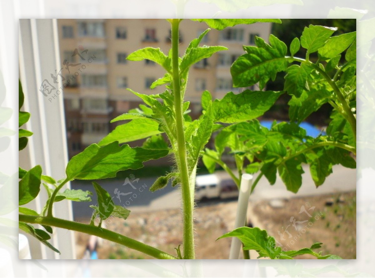 柿子苗健康的根茎图片