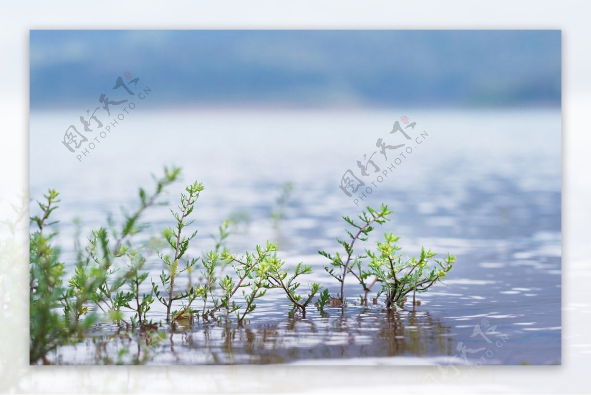 1种大型的“水草”，常年生长在水里，叶片宽大又碧绿，值得养_皇冠_养护_植物