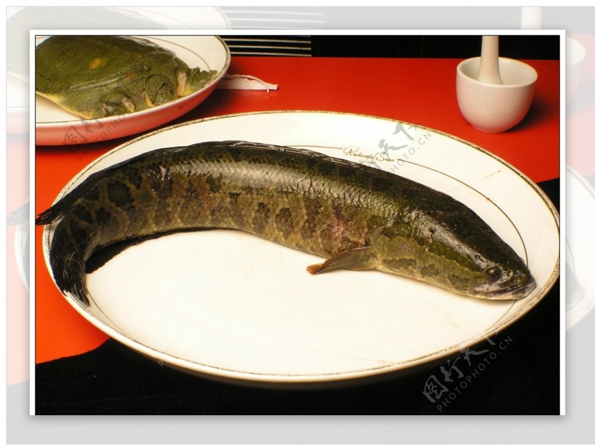 野生黑鱼香辣火锅的料图片