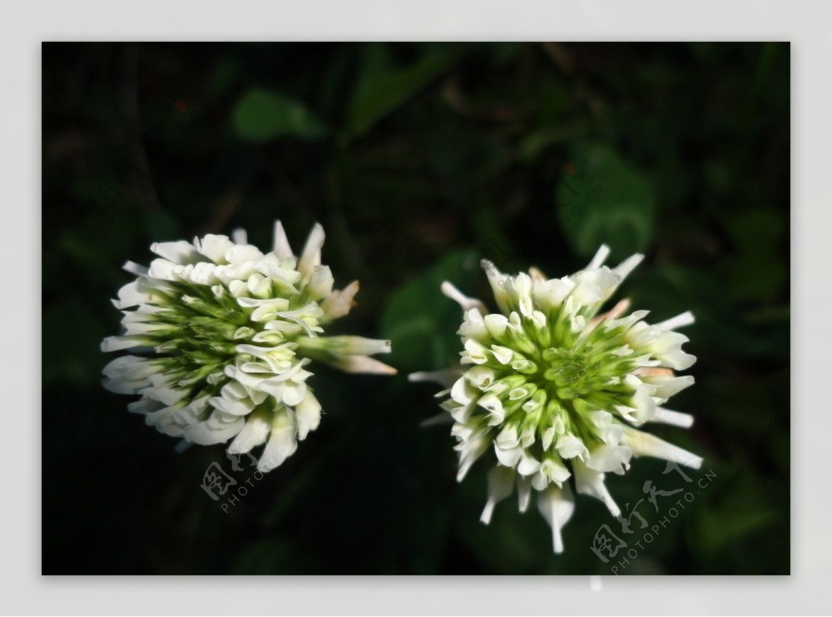 白三叶草白花图片