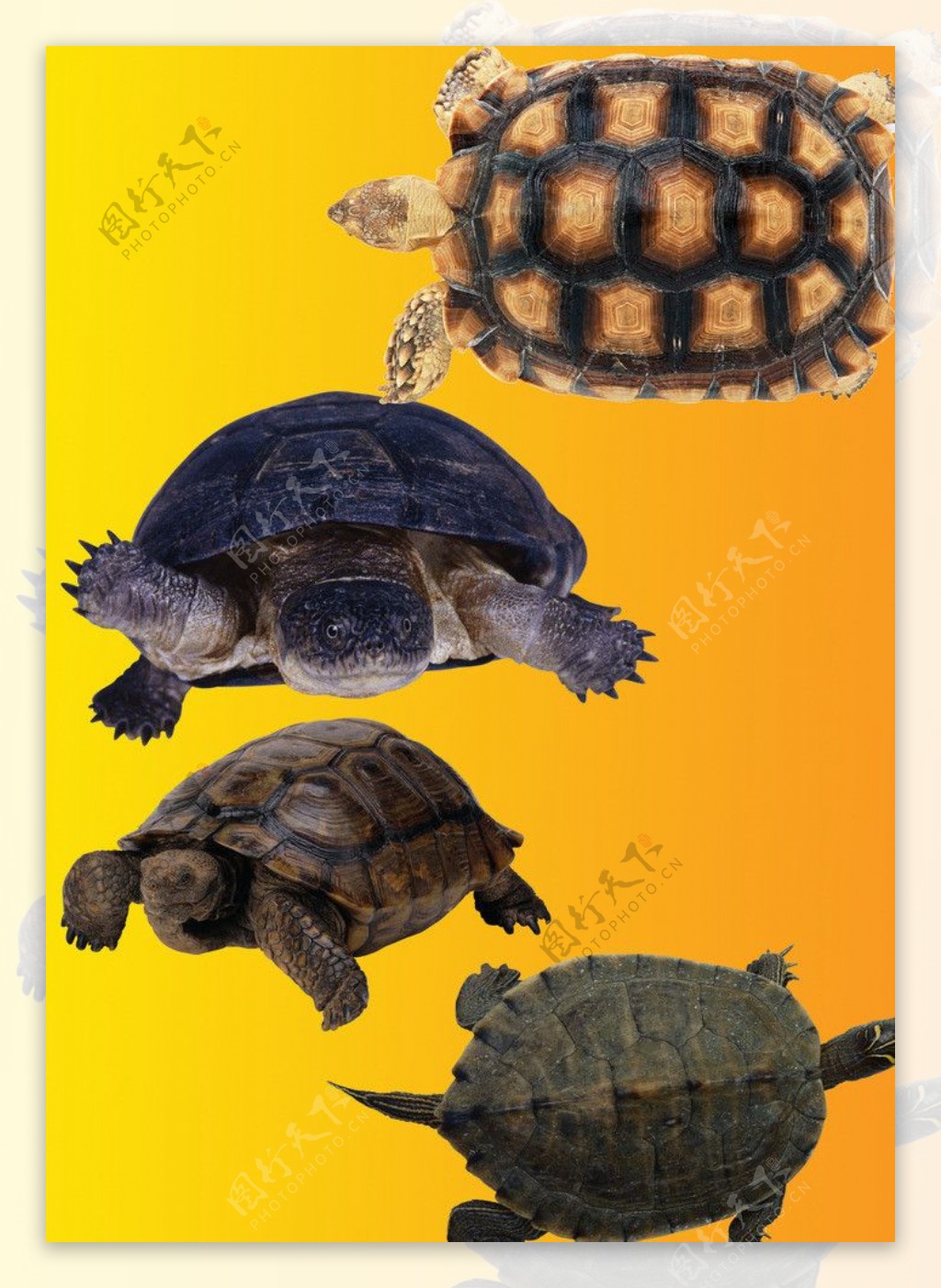 乌龟图片
