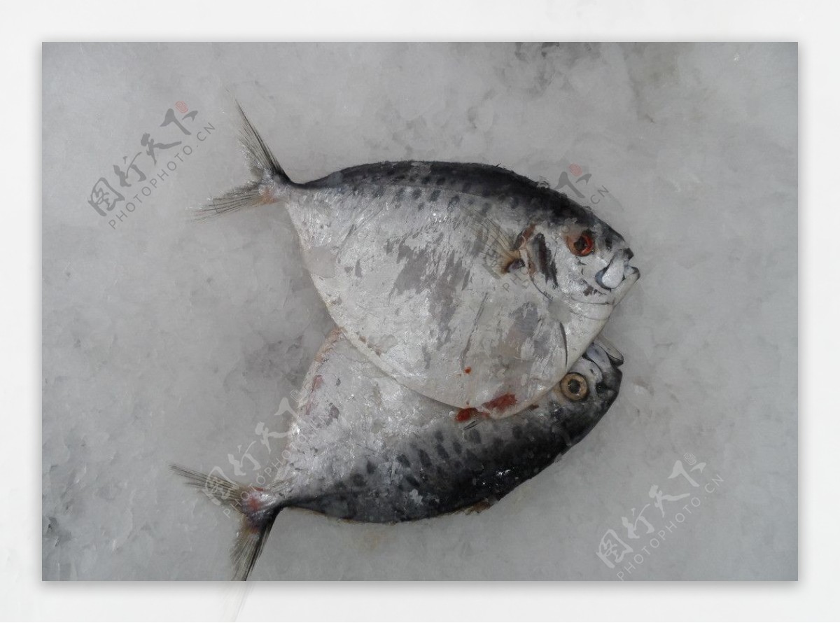 东海野生鲳鱼新鲜出海鲜冻白鲳