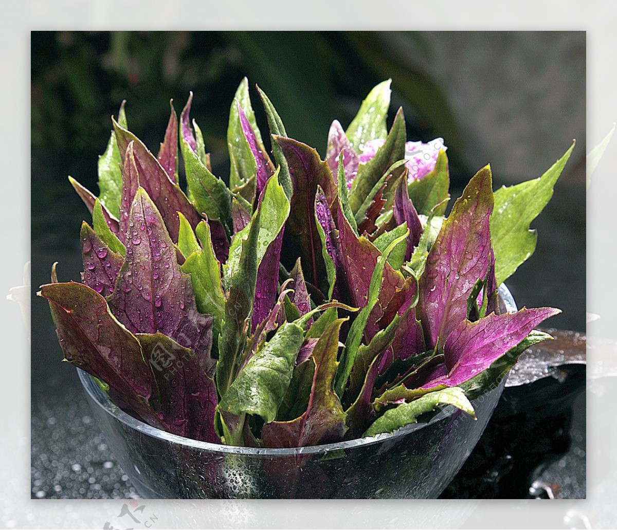 紫贝菜图片