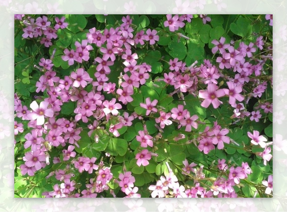 繁花似锦图片