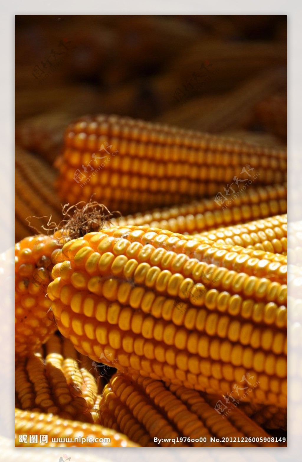 金秋玉米素材图片