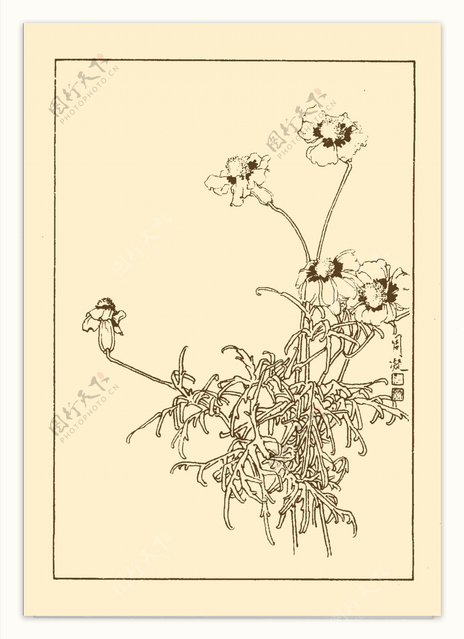 小种万寿菊图片