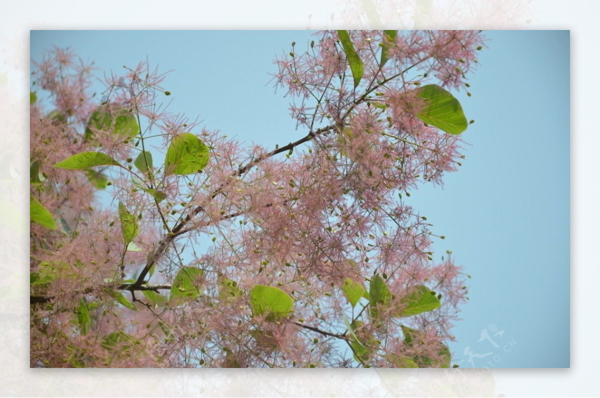 黄栌树花图片