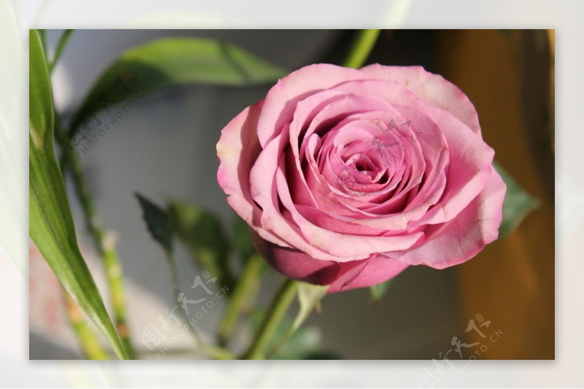粉色玫瑰图片
