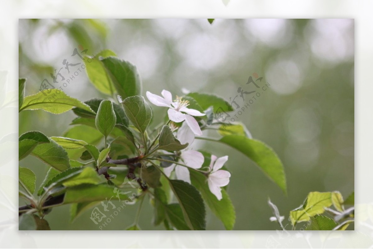 洁白的苹果花图片