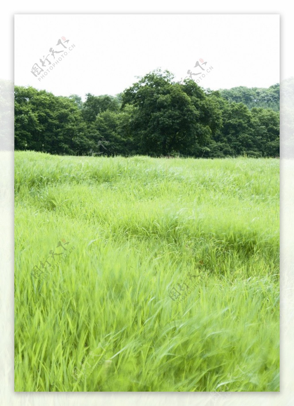 草丛风景图片