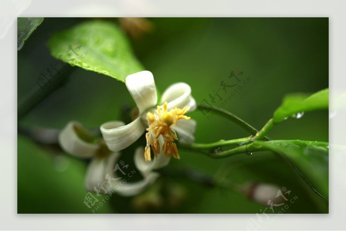 柠檬花图片