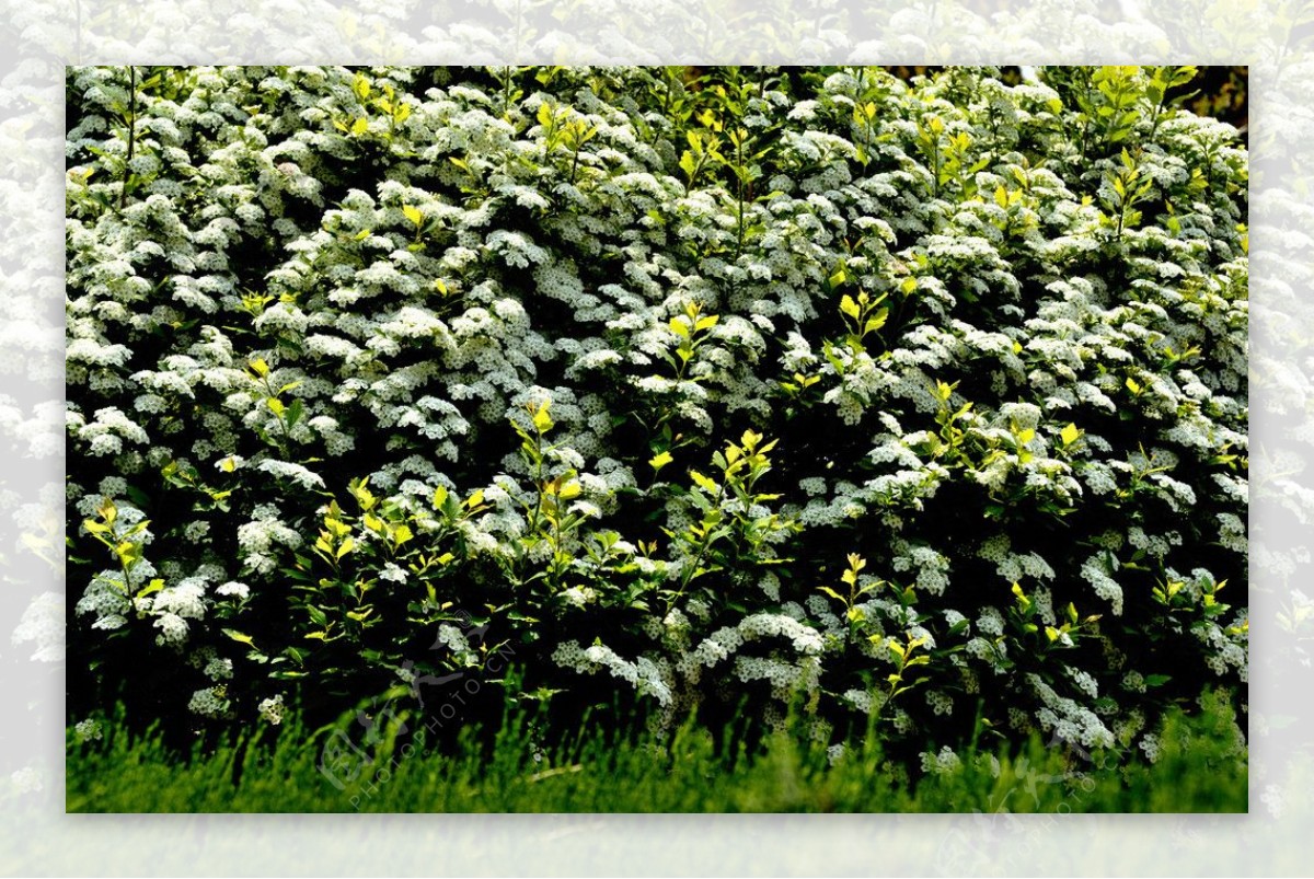 绿叶白花醉春天图片