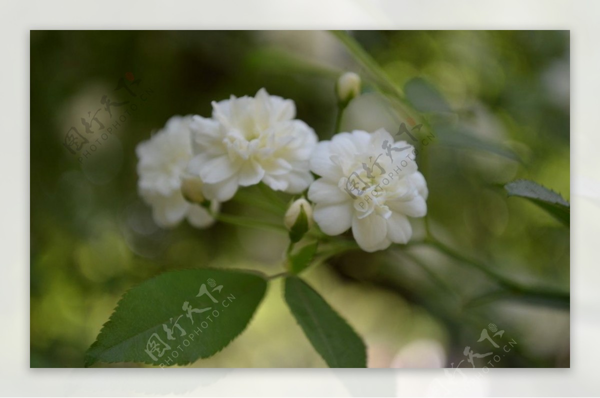 小白花图片