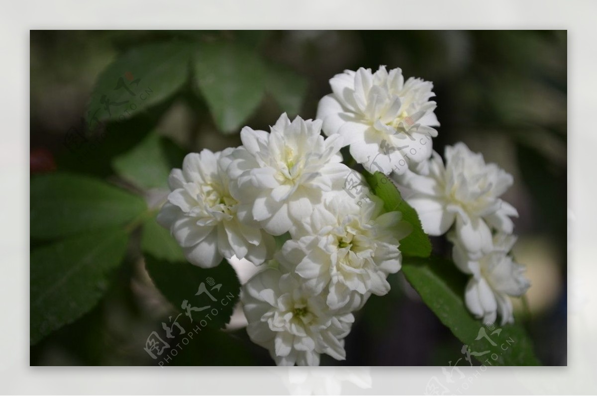 小白花图片