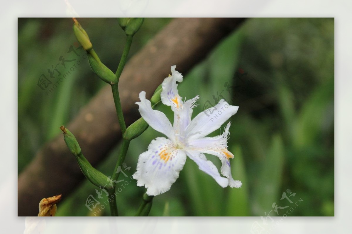 小花图片