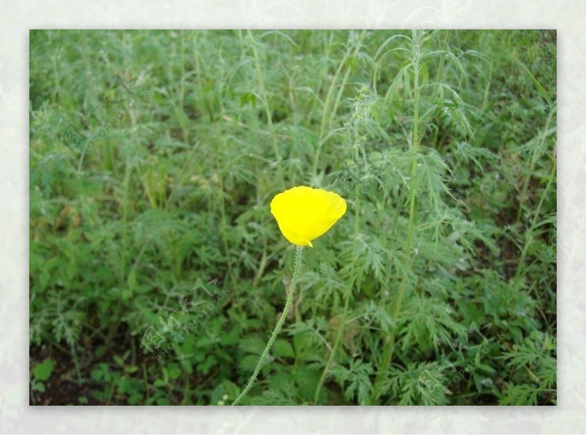 草原小花图片