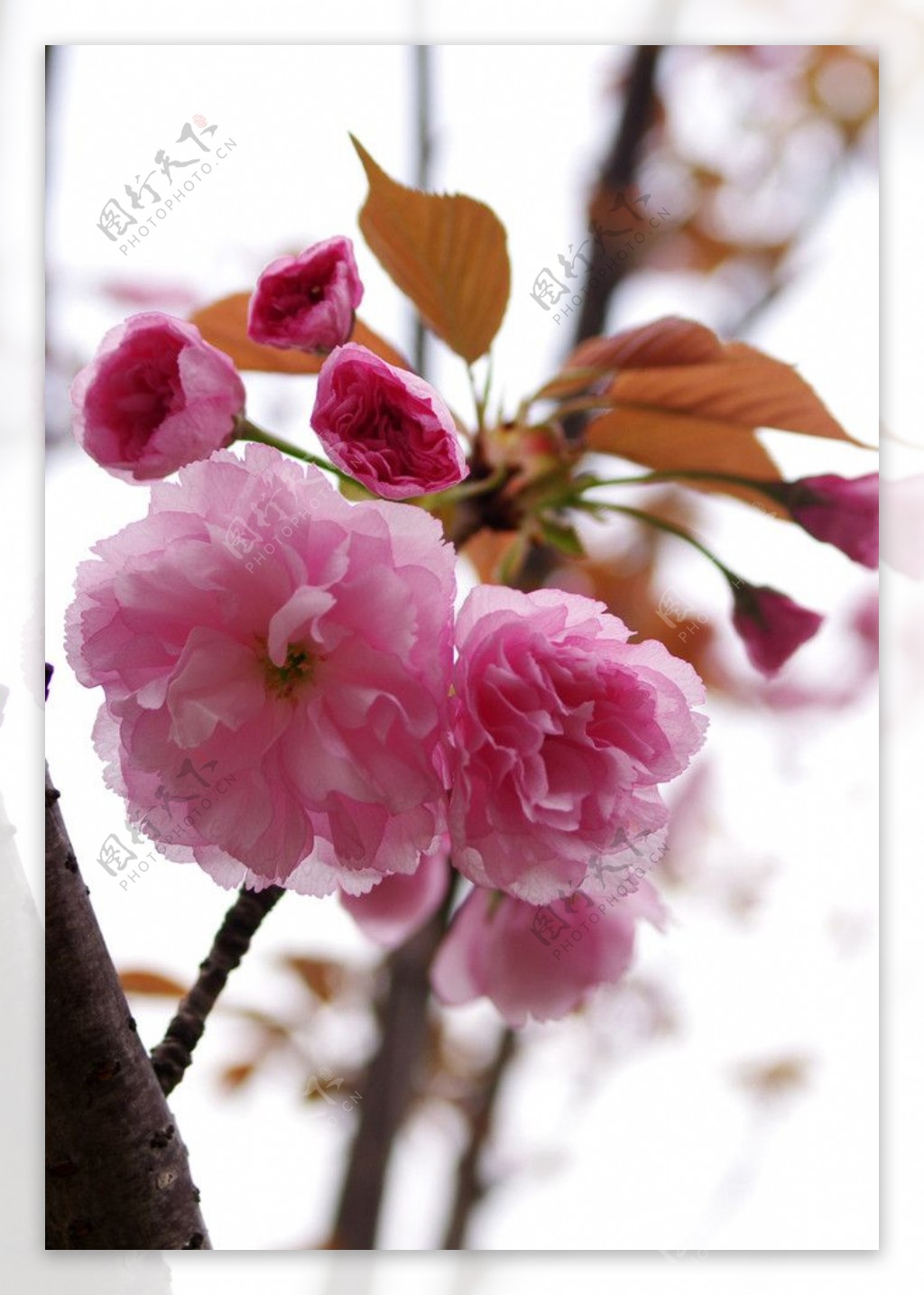 春意盎然樱花图片