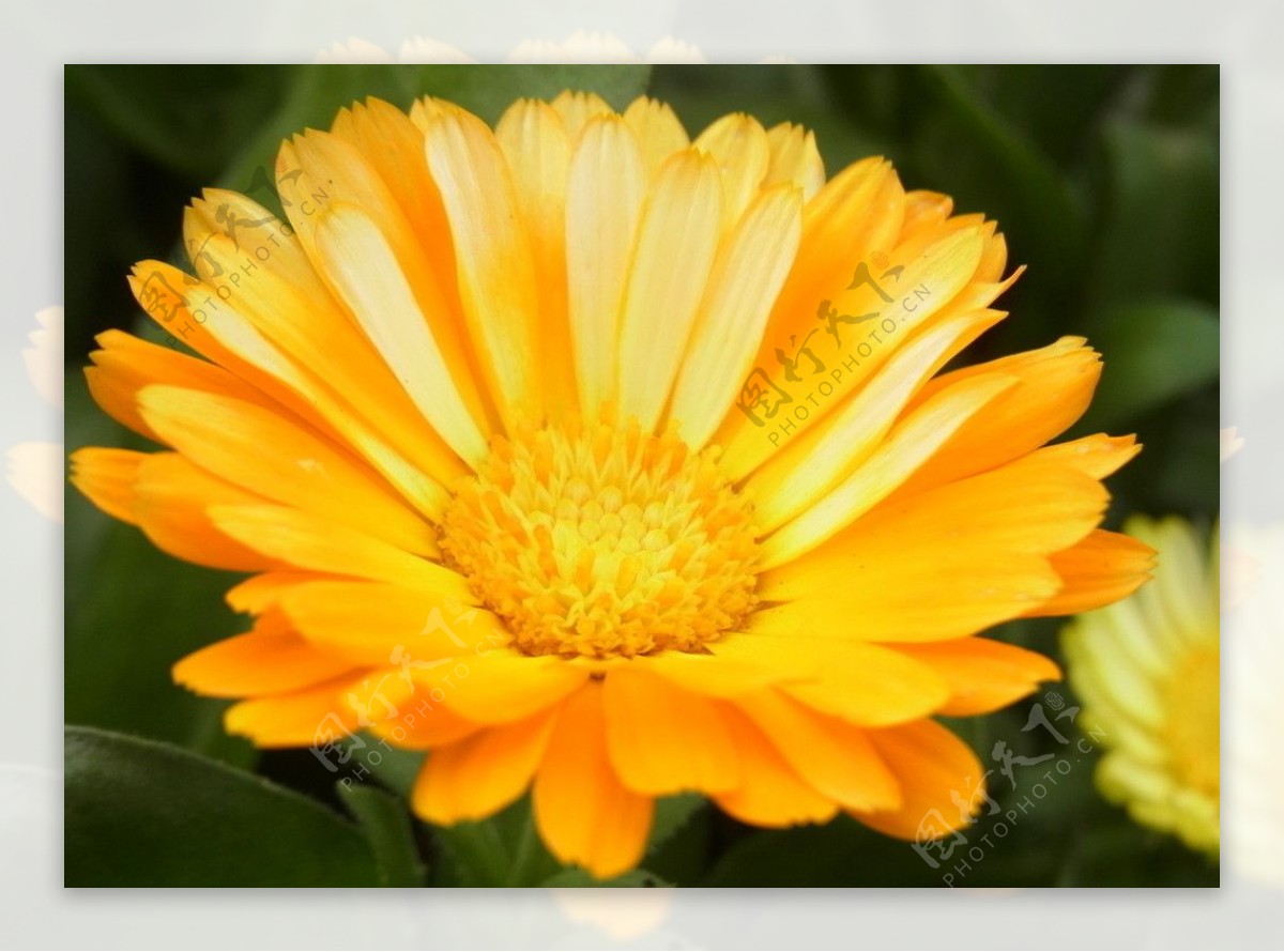 高清晰唯美太阳花向日葵花瓣壁纸-欧莱凯设计网