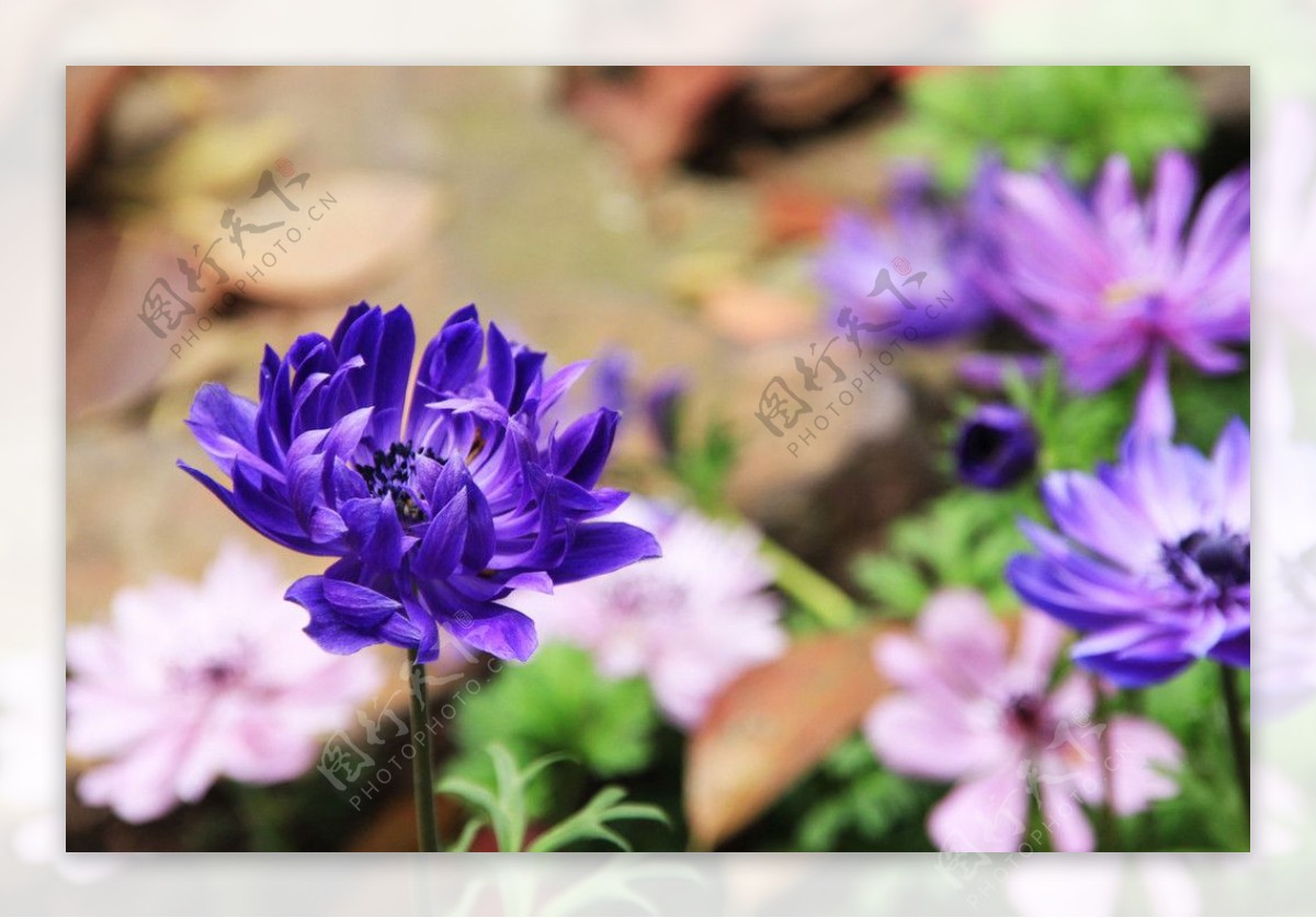 紫花图片素材-编号15478044-图行天下