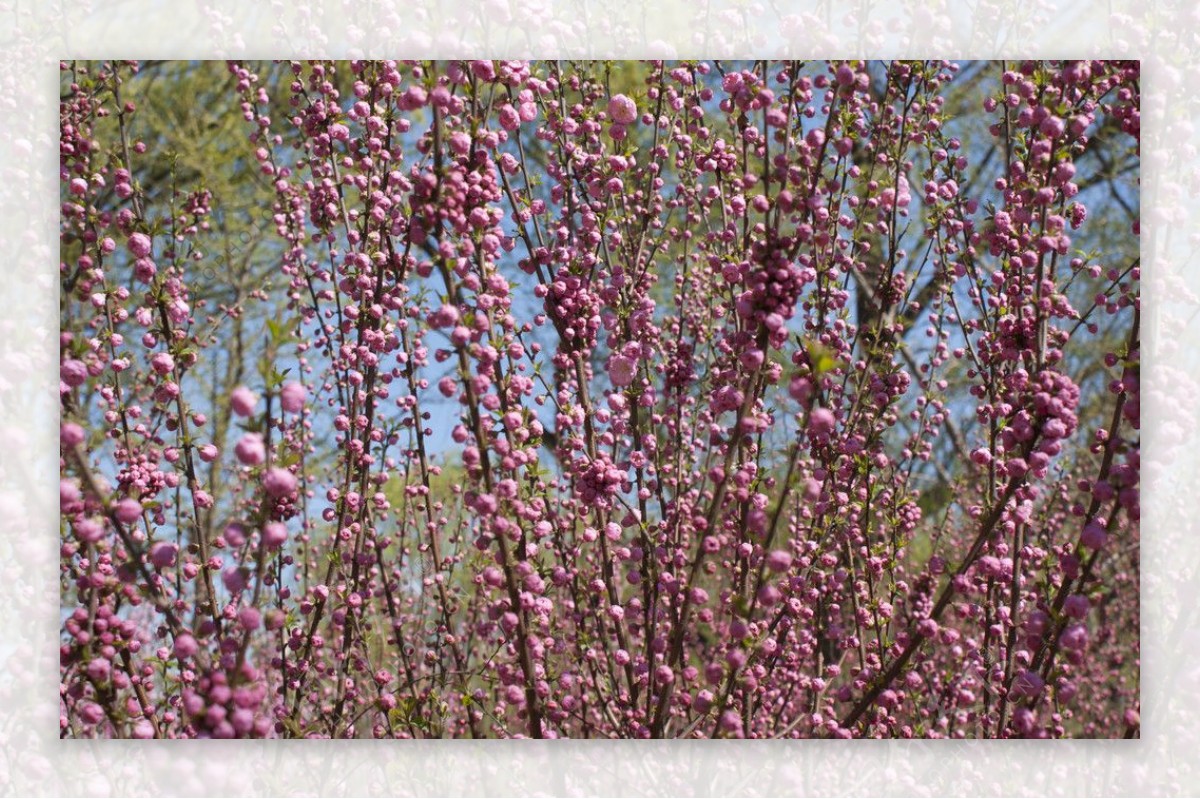 樱花节摄影图片