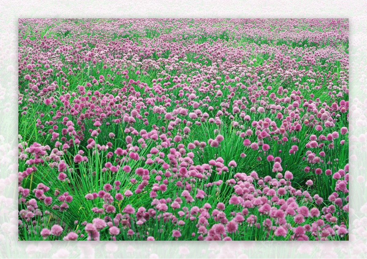 粉红色花海图片