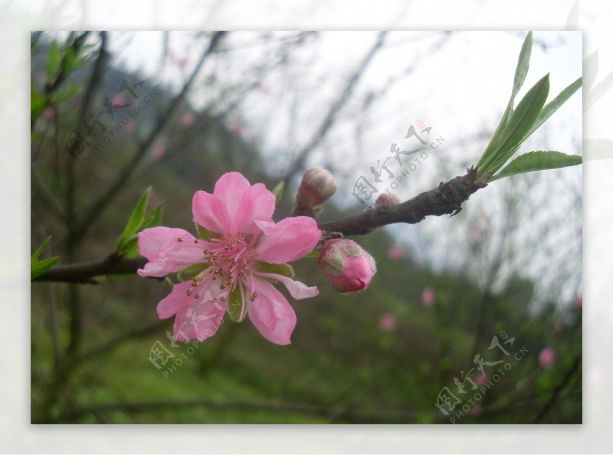 三月桃花图片
