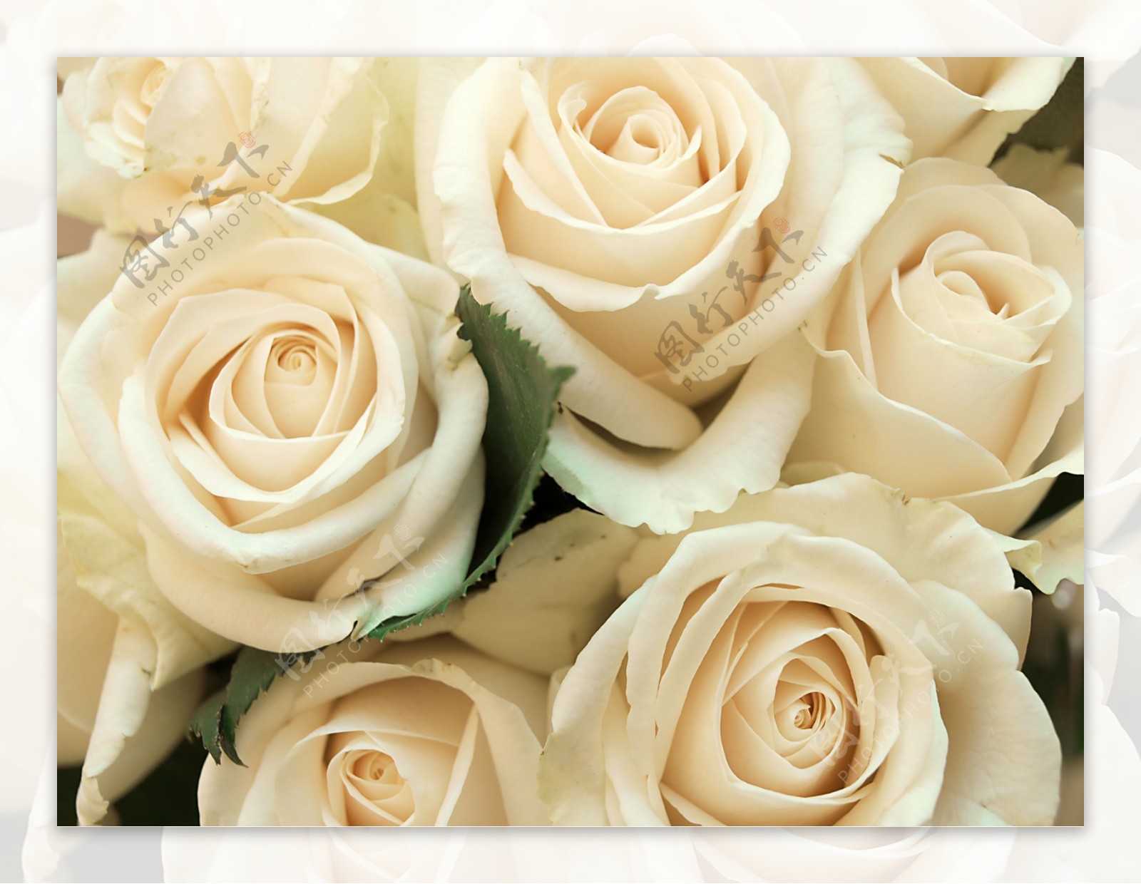 黄玫瑰爱情花束爱情象征图片