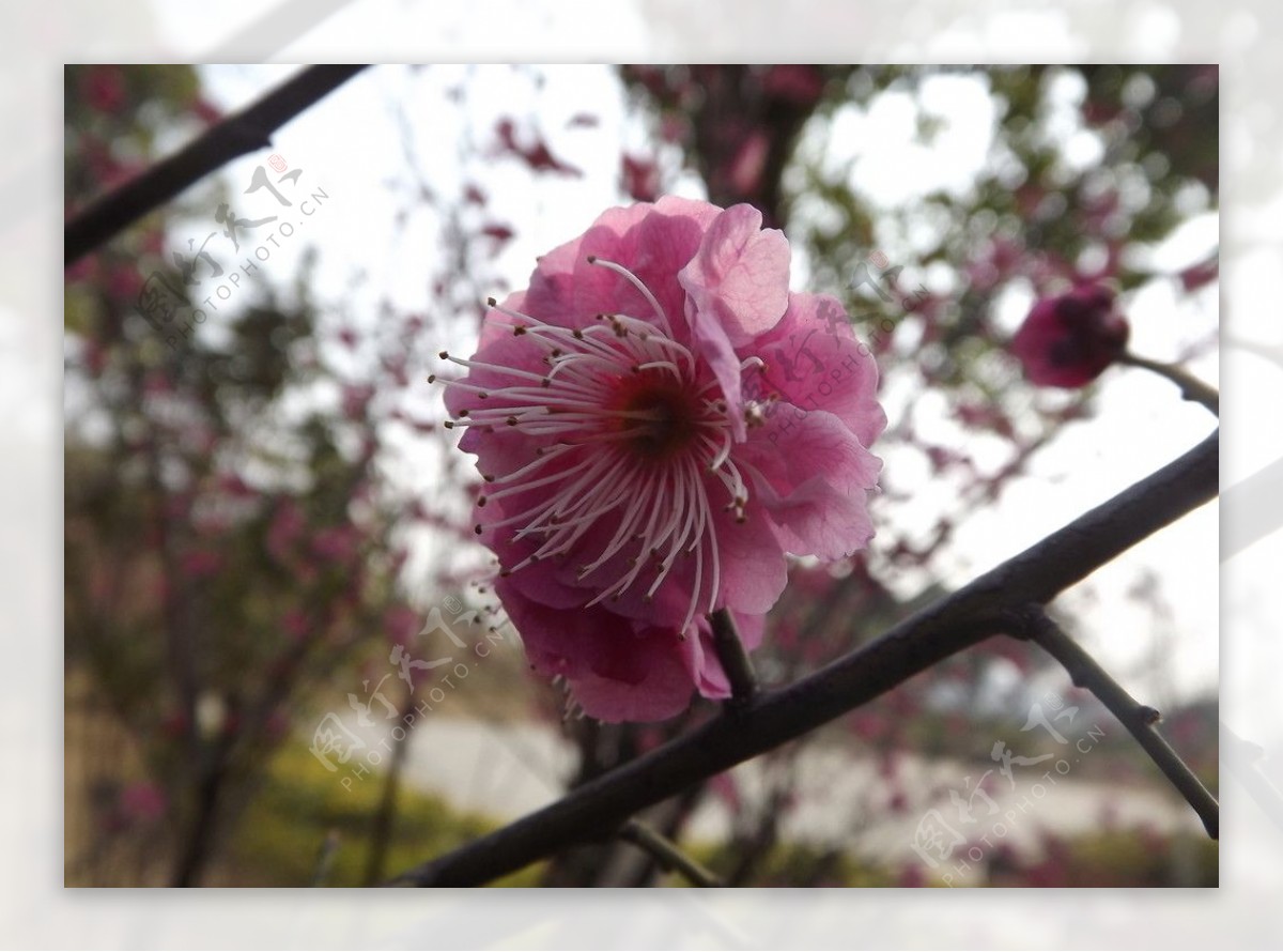 桃花图片